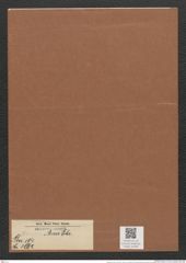 Eunotia arcus Ehr. (de-Toni-Nr.: Genus 104, Species 3142) Zeichnungen Sammlung Grunow Mappe 03392 (Herbarium_W_Grunow_drawings_Folder_03392)
